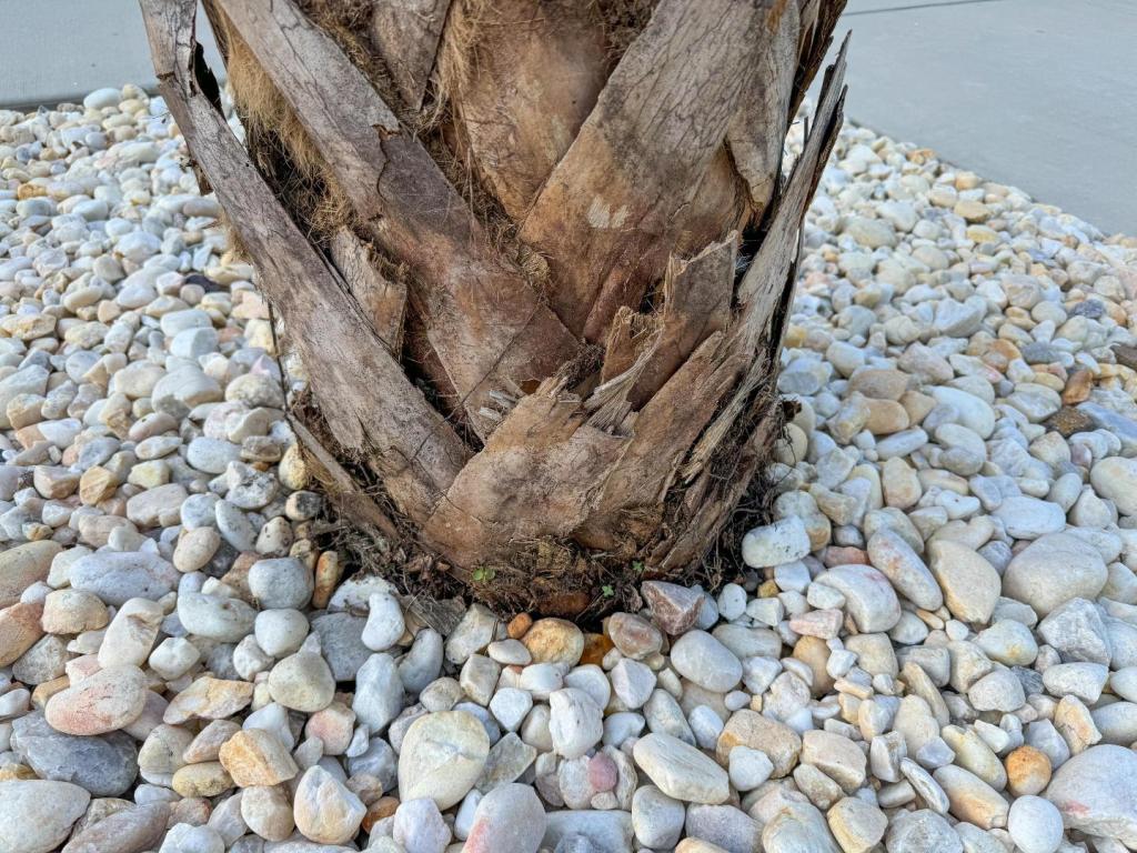 Problem with Palm Tree-2.jpg