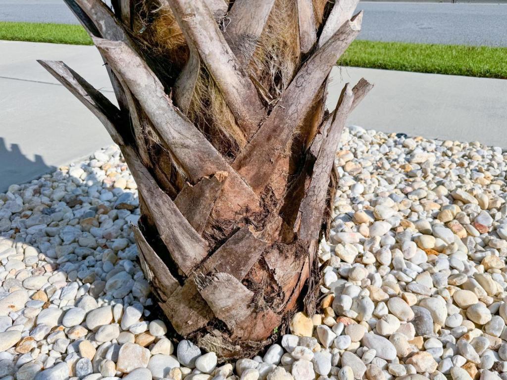 Problem with Palm Tree-4.jpg