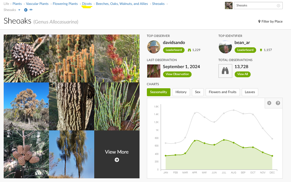 Screenshot2024-09-01at14-45-02Sheoaks(GenusAllocasuarina).png.d87dc254853177a881b68b97704e7000.png