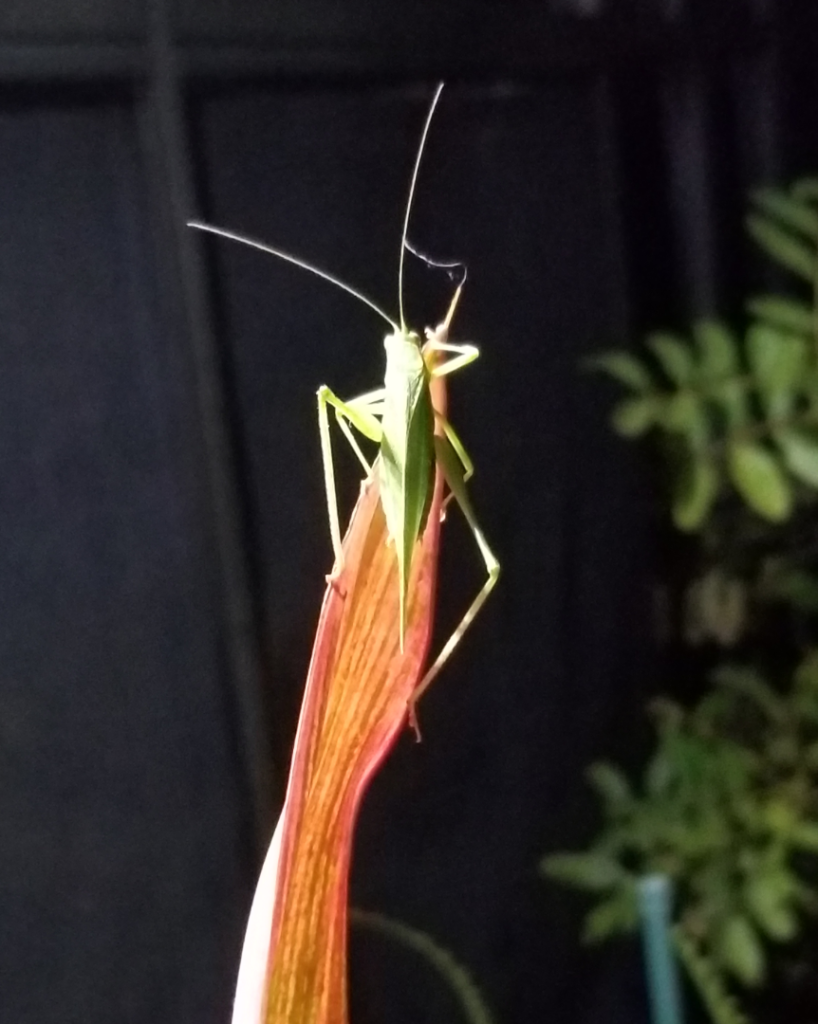 katydid2.png