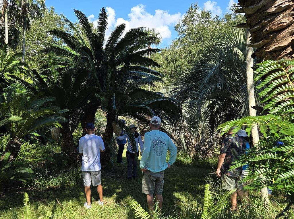 1009_MBC_Cycads_28.jpg.c1c6a5391a29e6e4459198aaafb54e72.jpg