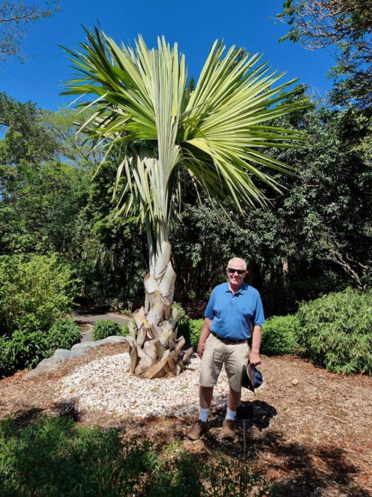 2024 093Tahina spectabilis palm rescue.jpg