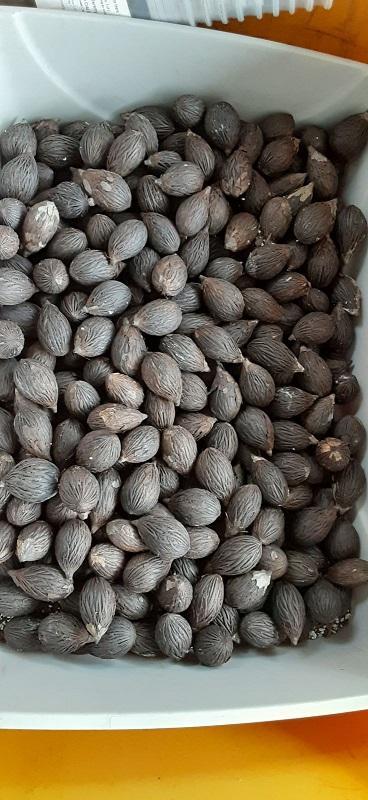 0002_Wodyetia_bifurcata_seeds.jpg.4fe88ea7a917624dc743dd215d4b45ae.jpg