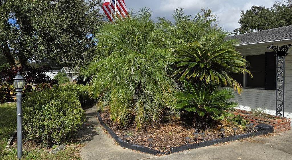 0016_Entryway_Cycas_revoluta.jpg.963340ae4fdb4ca2d6e1c58d9c99bd71.jpg