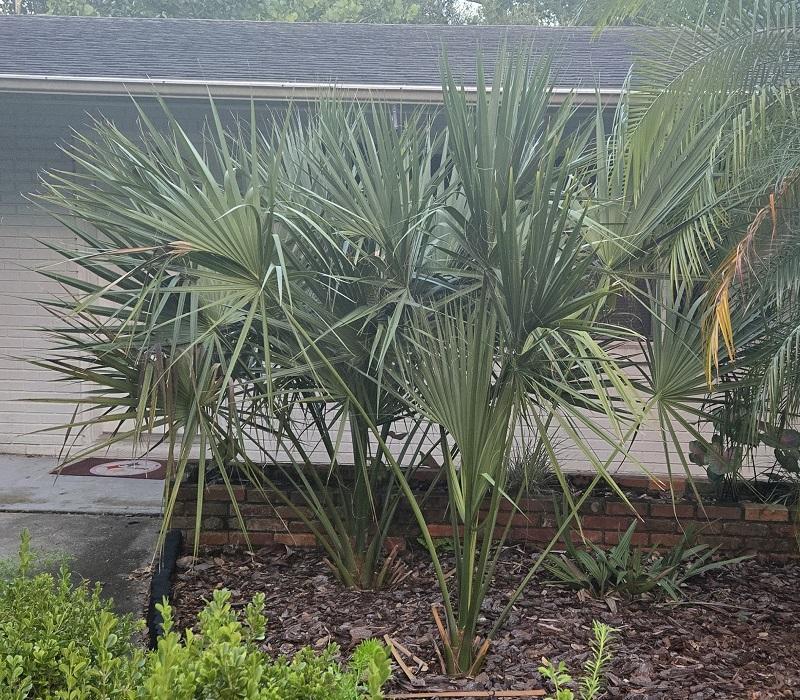 0018_Entryway_Sabal_miamiensis.jpg.0800071009de010851db08b2c610f735.jpg