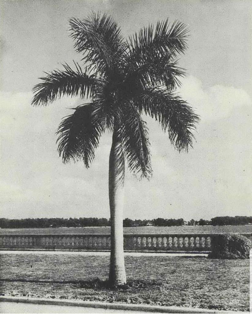 Royal Palm - Bayshore Blvd 1953.jpg