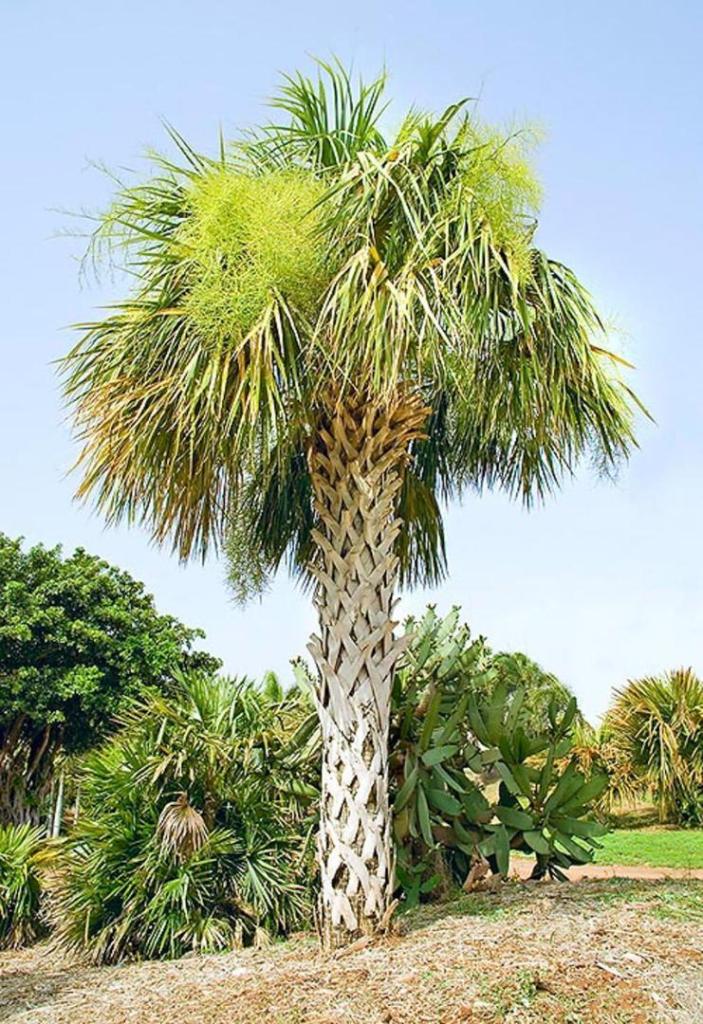 SABAL PALM.jpg