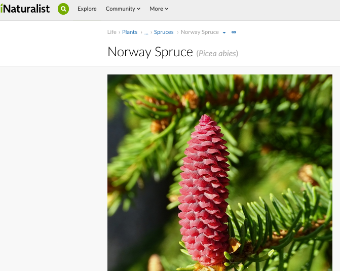 Screenshot2024-11-24at23-14-33NorwaySpruce(Piceaabies).png.8e5a6f0fbff233b5a5306f7f3476442c.png