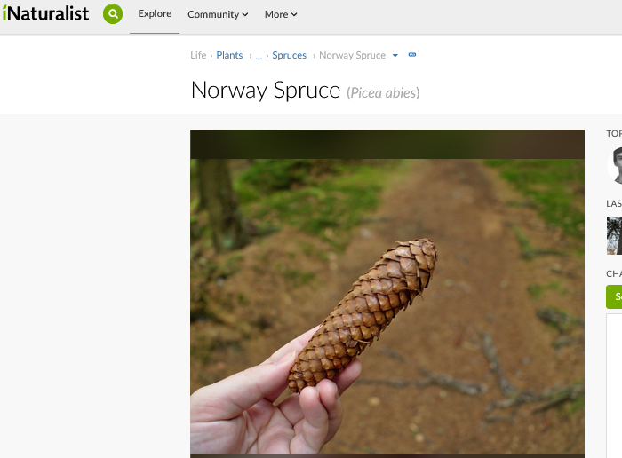 Screenshot2024-11-24at23-15-12NorwaySpruce(Piceaabies).png.430648240bf168b83c4d3b8c5fb8e6d3.png