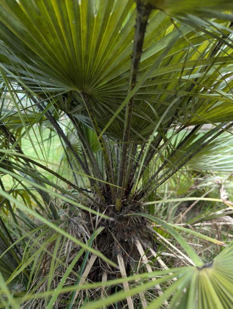 palm1.jpg