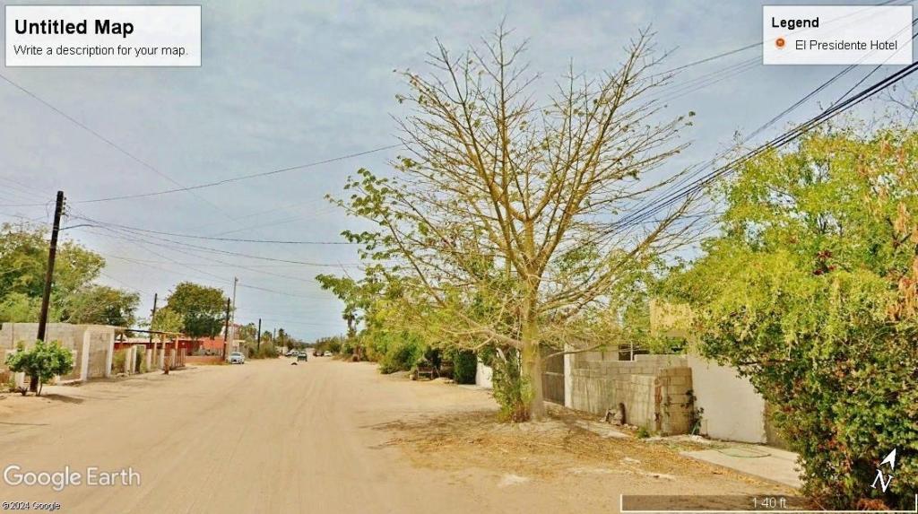 Ceiba1detail.thumb.jpg.f4d2514c8122501e283f45593358ec9e.jpg