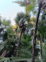 Acoelorraphe Wrightii palms 2