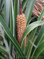 Allagoptera Arenaria fruit formation