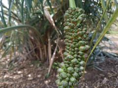 Allagoptera Arenaria fruits (2)