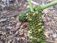 Allagoptera Arenaria fruits