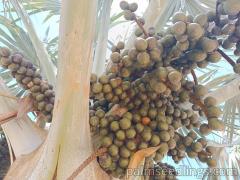 Bismarkia Nobilis fruits