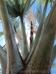 Bismarkia Nobilis growing its inflorescence stem