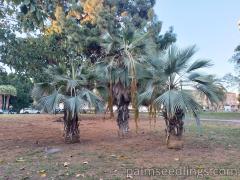 Brahea Armata with fruits ripening