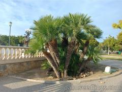 Chamaerops Humilis