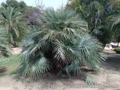 Chamaerops Humilis Cerifera