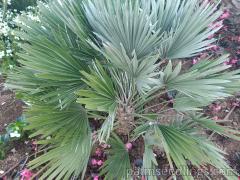 Chamaerops Humilis Vulcano