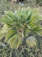 Chamaerops Humilis Vulcano 2