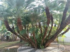 Chamaerops Humilis big plant