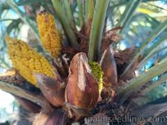 Chamaerops Humilis inflorescence