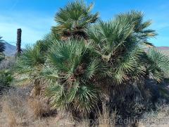 Chamaerops Humilis in habitat