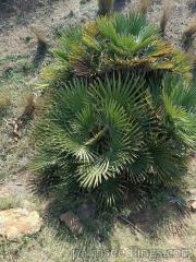 Chamaerops Humilis in habitat 2