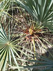 Chamaerops Humilis in habitat 3