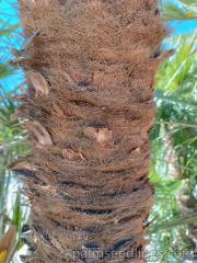 Chamaerops Humilis trunk