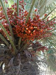 Chamaerops Humilis with fruits