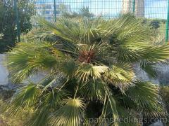 Chamaerops Humilis with super long leaves