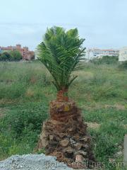 Cut but still growing Phoenix Canariensis