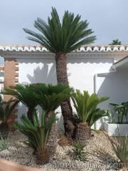 Cycas Revoluta looking very good