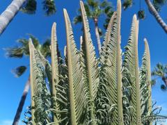 Cycas Revoluta new leaves