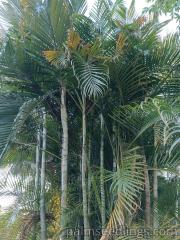 Dypsis Lutescens palms