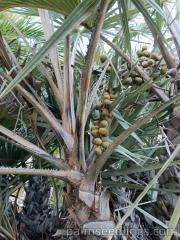 Hyphaene Coriacea with fruits