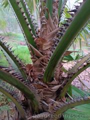 Livistona Saribus spines