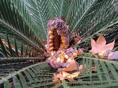 Macrozamia Moorei cone falling apart