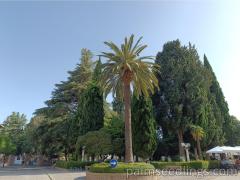 Phoenix Canariensis