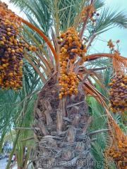 Phoenix Dactylifera fruits ripening