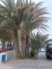 Phoenix Dactylifera in a beach