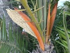 Phoenix Reclinata inflorescence