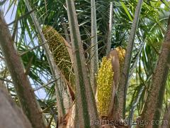 Phoenix Rupicola inflorescence