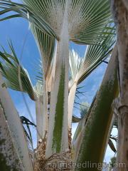 Pritchardia Hillebrandii