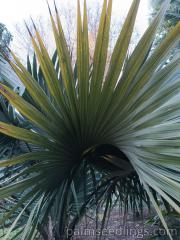 Sabal Bermudana leaf