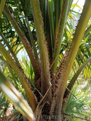 Syagrus Schizophylla spines