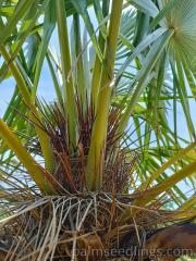 Trithrinax Brasiliensis inside (2)